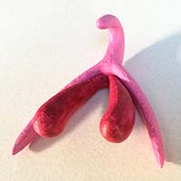 3D vytlačený model klitorisu